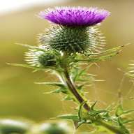 scottish thistle flowers for sale
