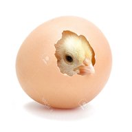hatching chicken eggs for sale