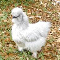silkies hatching eggs for sale