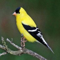 goldfinch for sale
