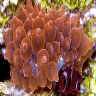 rose bubble tip anemone for sale