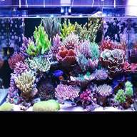 coral tank for sale