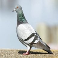 pigeon bird for sale