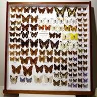 british butterfly collection for sale