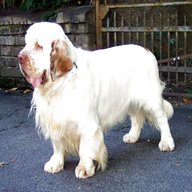 clumber spaniel for sale
