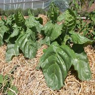 tobacco plants for sale