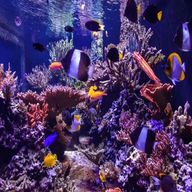 aquarium coral for sale