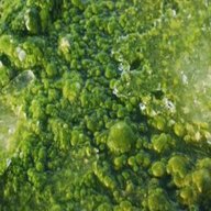 algae for sale