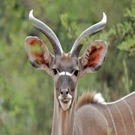 kudu horns for sale
