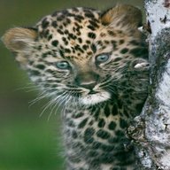 baby leopard for sale