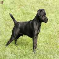 patterdale terrier for sale
