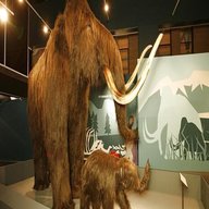 mammoth tusk for sale
