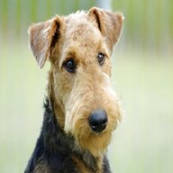 airedale terrier for sale