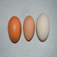wyandotte eggs for sale