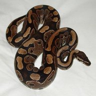 royal python for sale