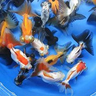 koi goldfish for sale