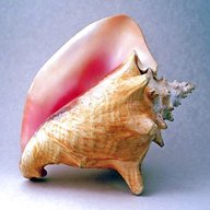 conch shells for sale
