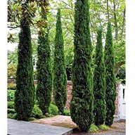 cypress tree for sale