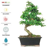 indoor bonsai for sale