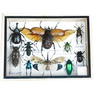 framed insects for sale