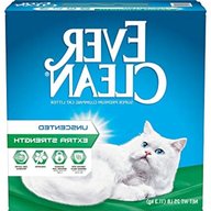ever clean cat litter for sale