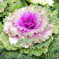 ornamental cabbage for sale