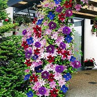 climbing plants for sale