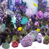 marine aquarium for sale
