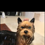yorkshire terrier yorkie for sale