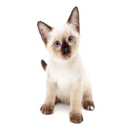 siamese kitten for sale