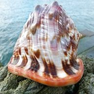 large shells for sale