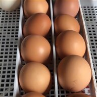 asil hatching eggs for sale