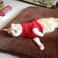 cat sweater knitting pattern for sale