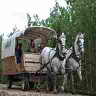 wagon horses for sale