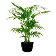 tall house plants for sale