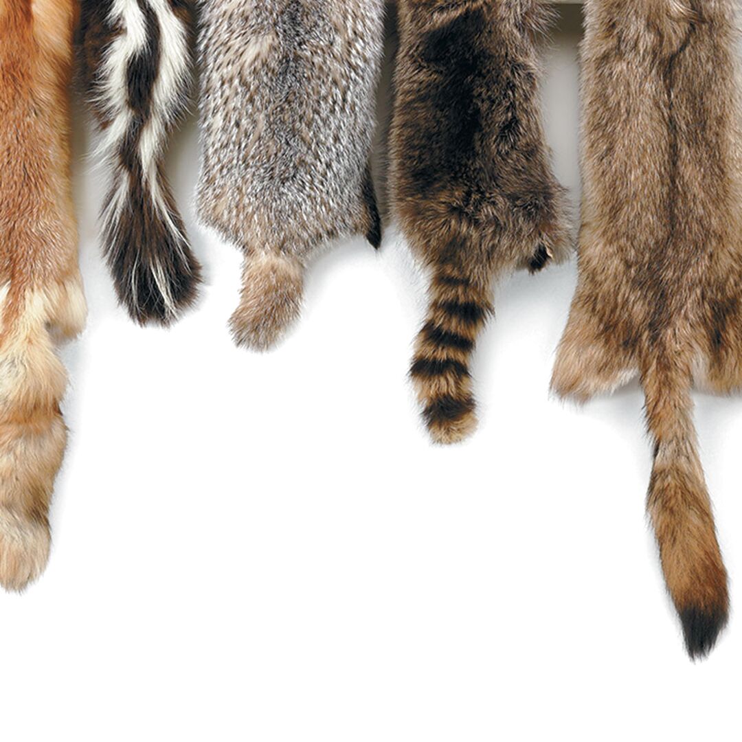 Animal Hides For Sale In Uk 59 Used Animal Hides