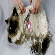 dog grooming kit for sale