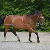lunging aid for sale