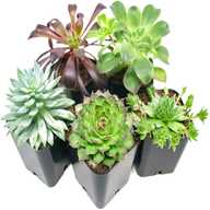 succulent house plants for sale