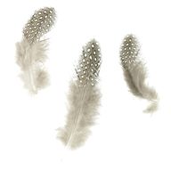 guinea fowl feathers for sale