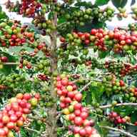 coffee plant for sale