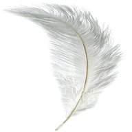 real ostrich feathers for sale