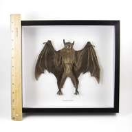 taxidermy bat for sale