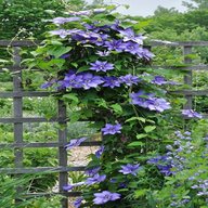 clematis plants for sale