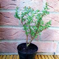 outdoor bonsai trees for sale