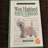 west highland white terrier puppies for sale
