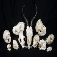 animal skull for sale