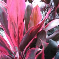 cordyline for sale