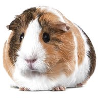 guinea pig guinea pig for sale