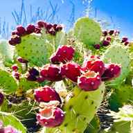 prickly pear for sale
